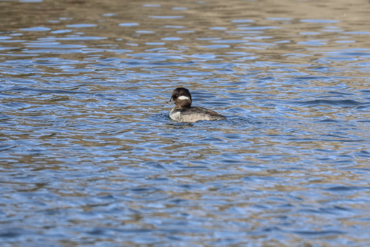 Bufflehead - ML647858764