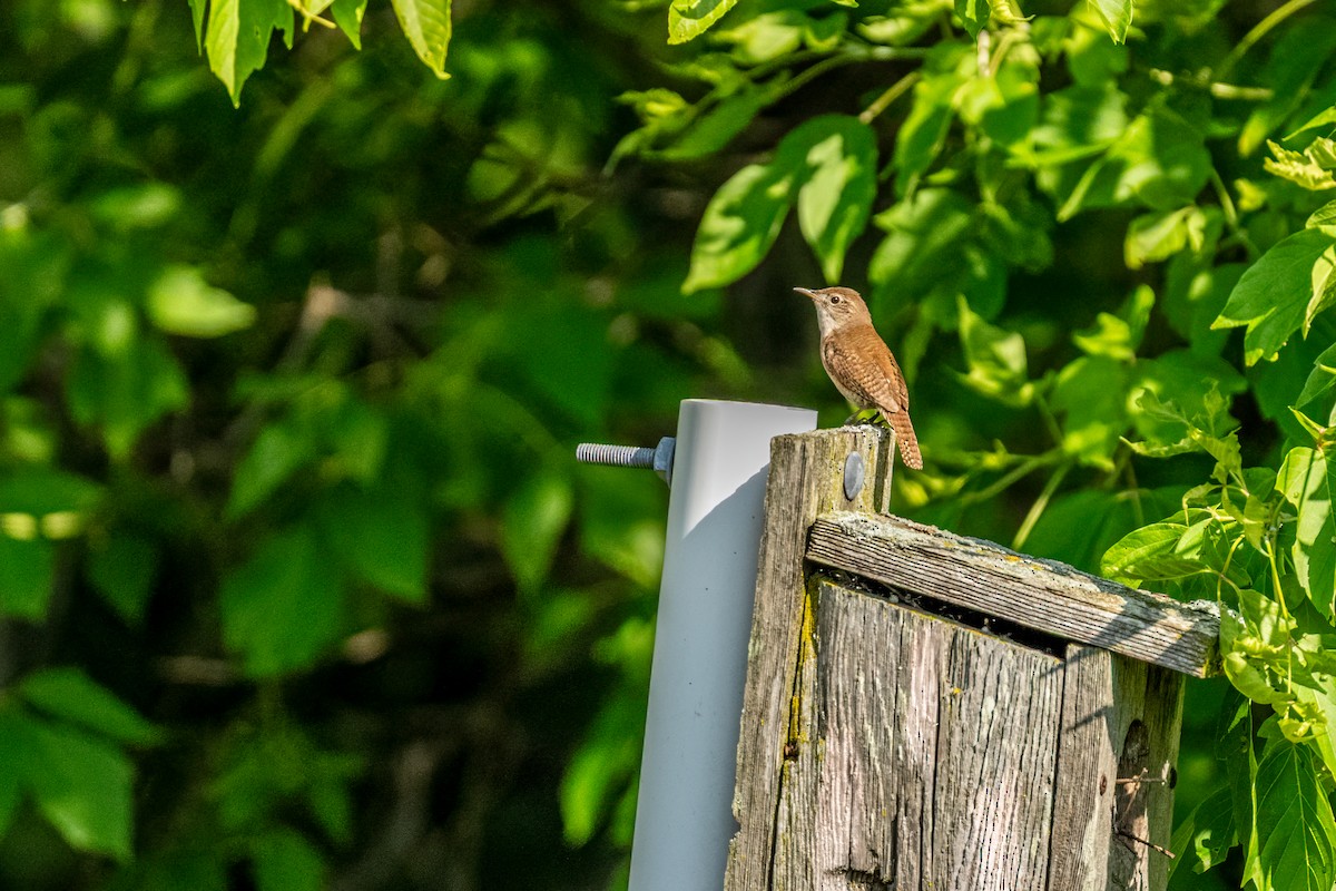 Northern House Wren - ML647858802
