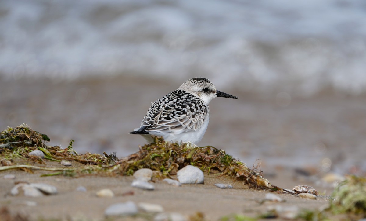 Sanderling - ML647858803