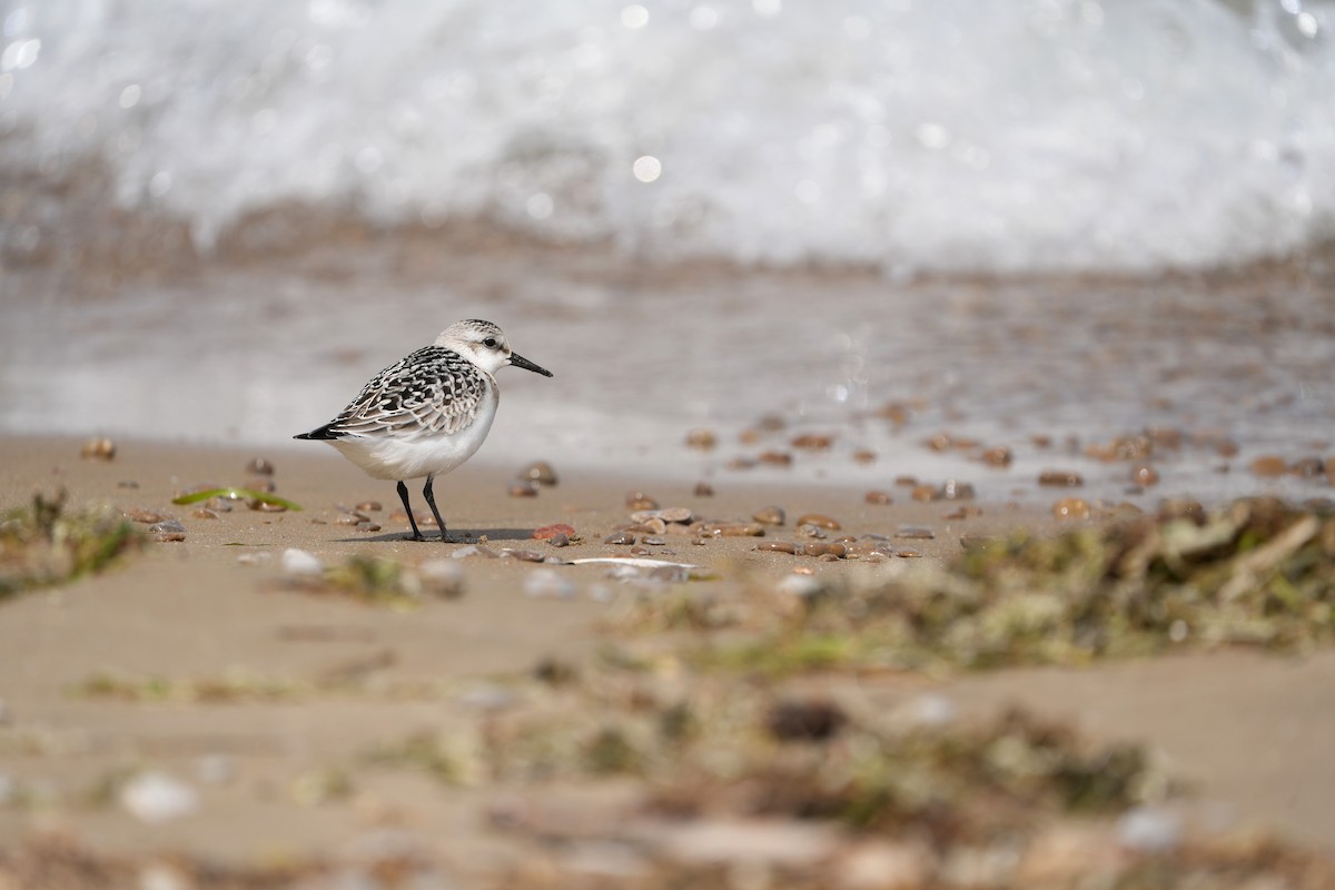 Sanderling - ML647858805