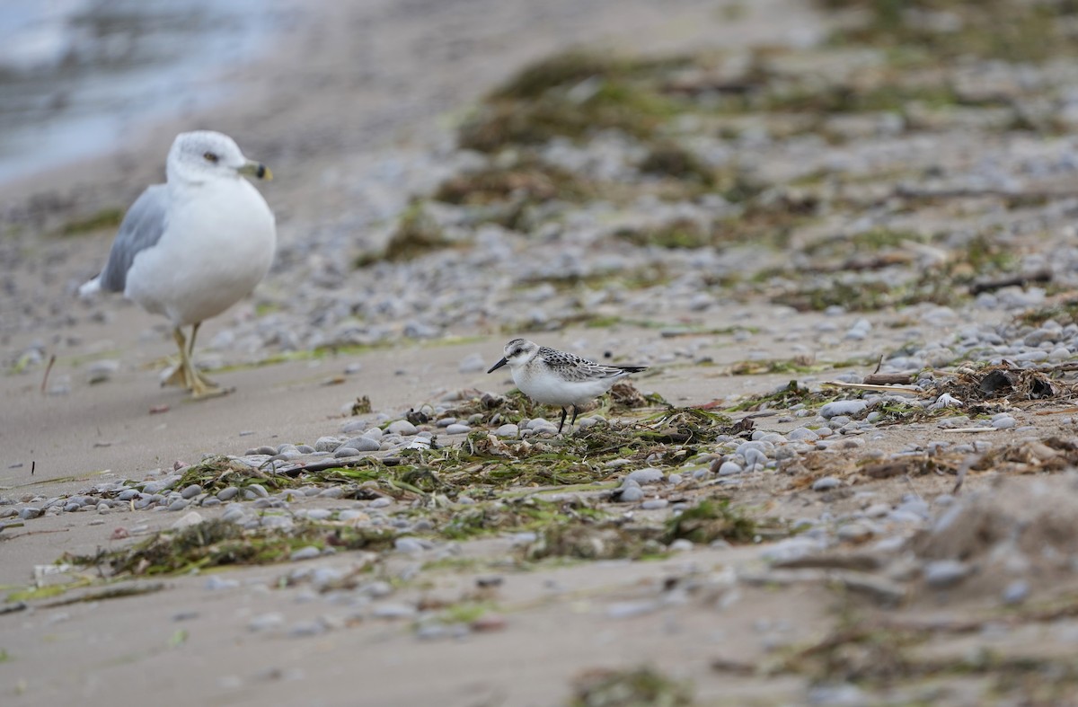 Sanderling - ML647858806