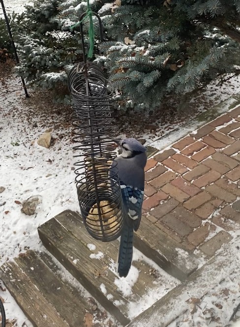 Blue Jay - ML647858823