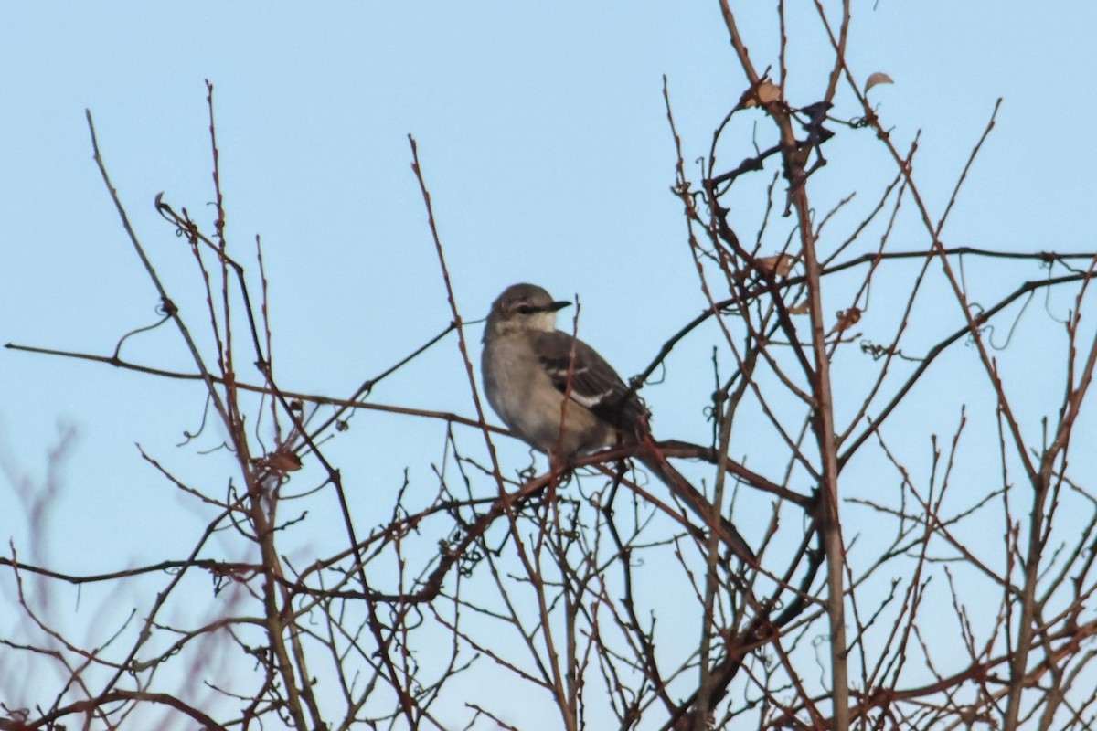 Northern Mockingbird - ML647858834