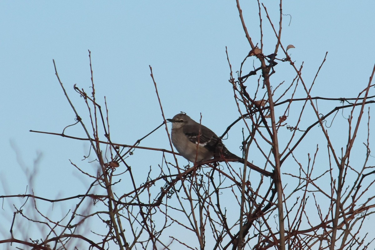 Northern Mockingbird - ML647858837
