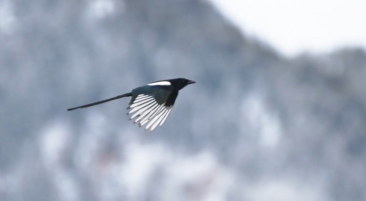 Сорока канадська - ML647858852