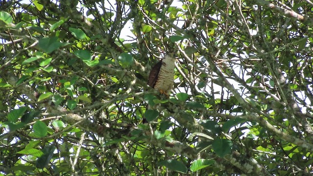 Hook-billed Kite - ML647858857