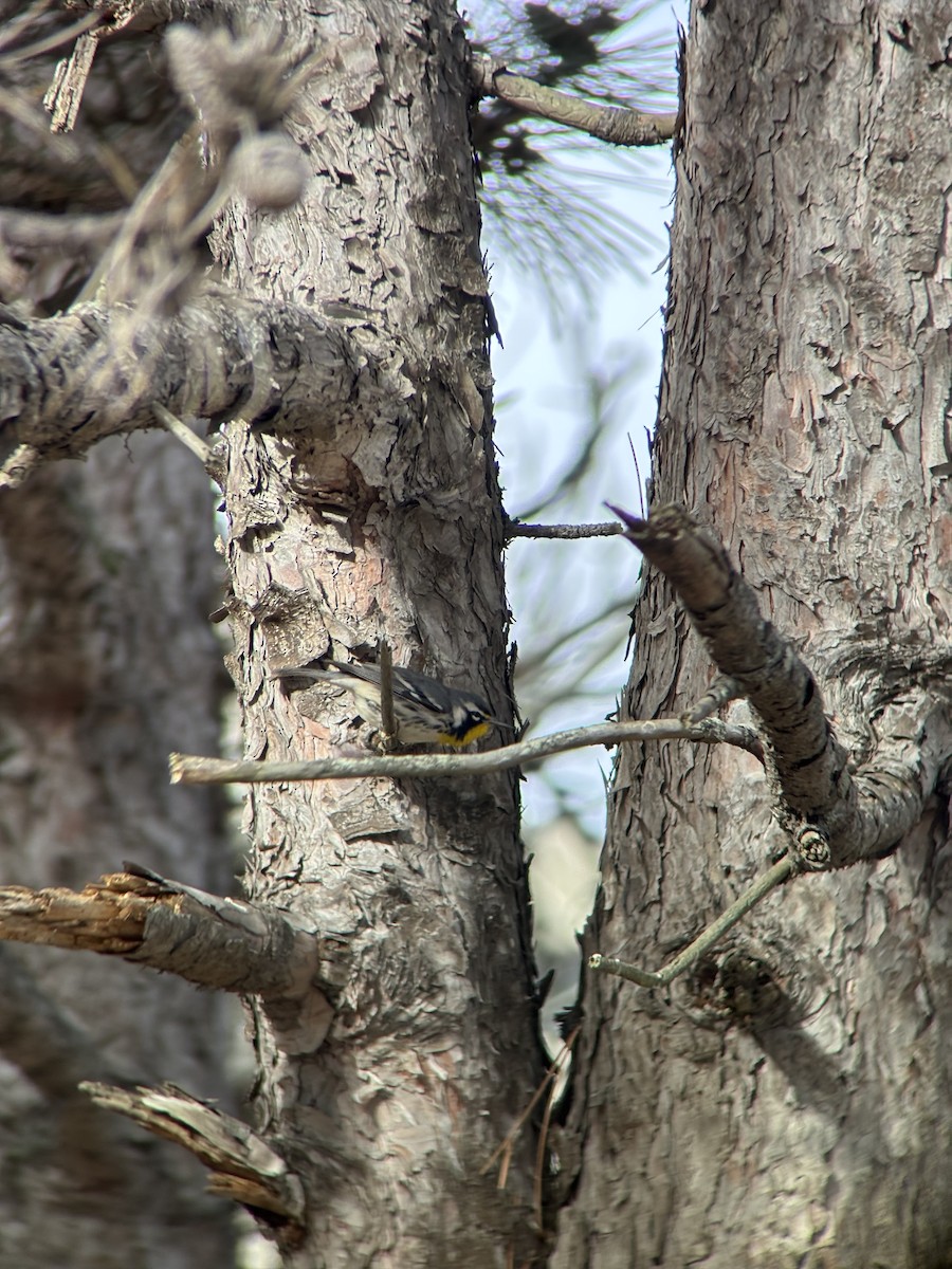 Paruline à gorge jaune - ML647858862