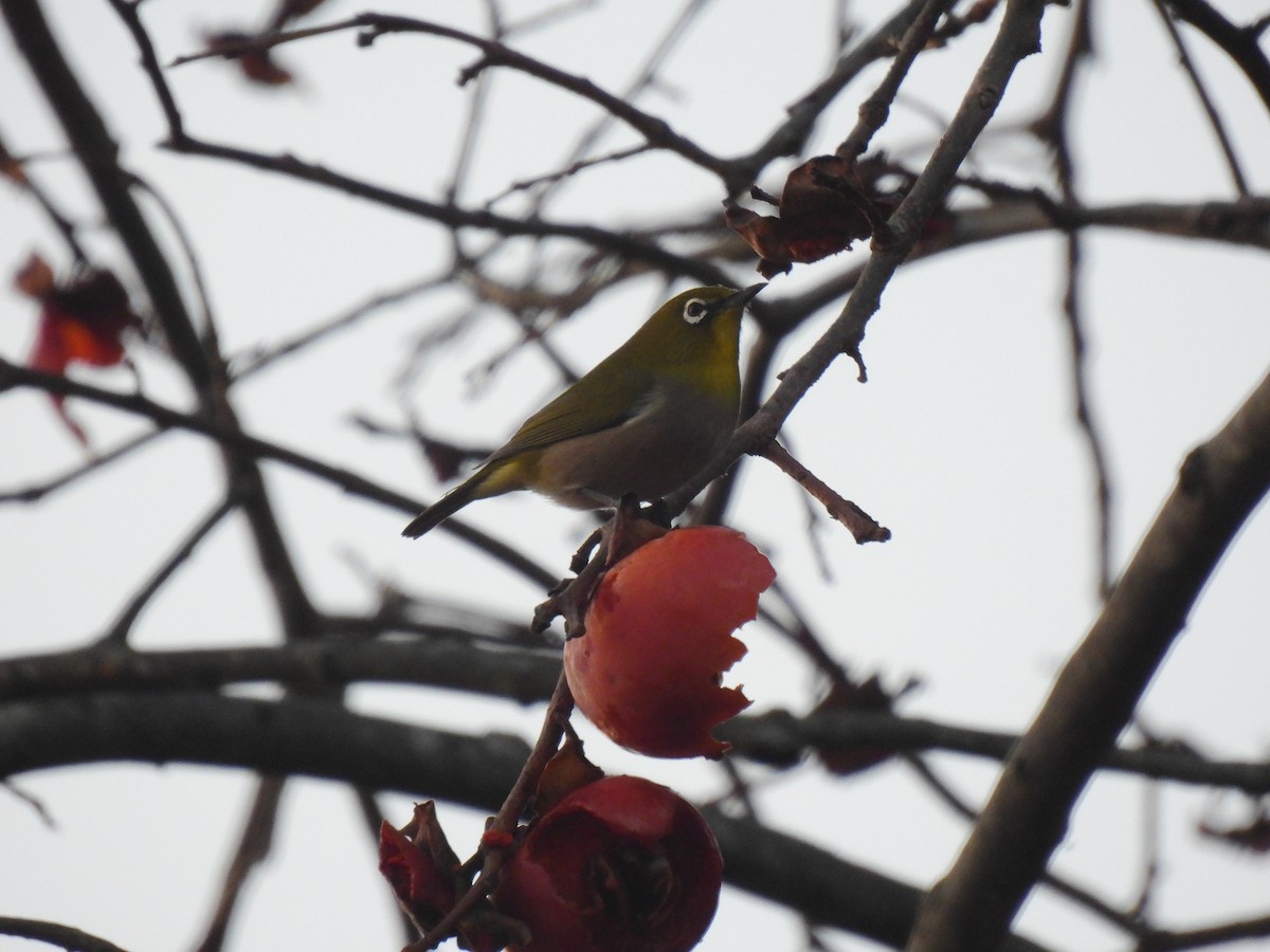 Окулярник японський - ML647858879