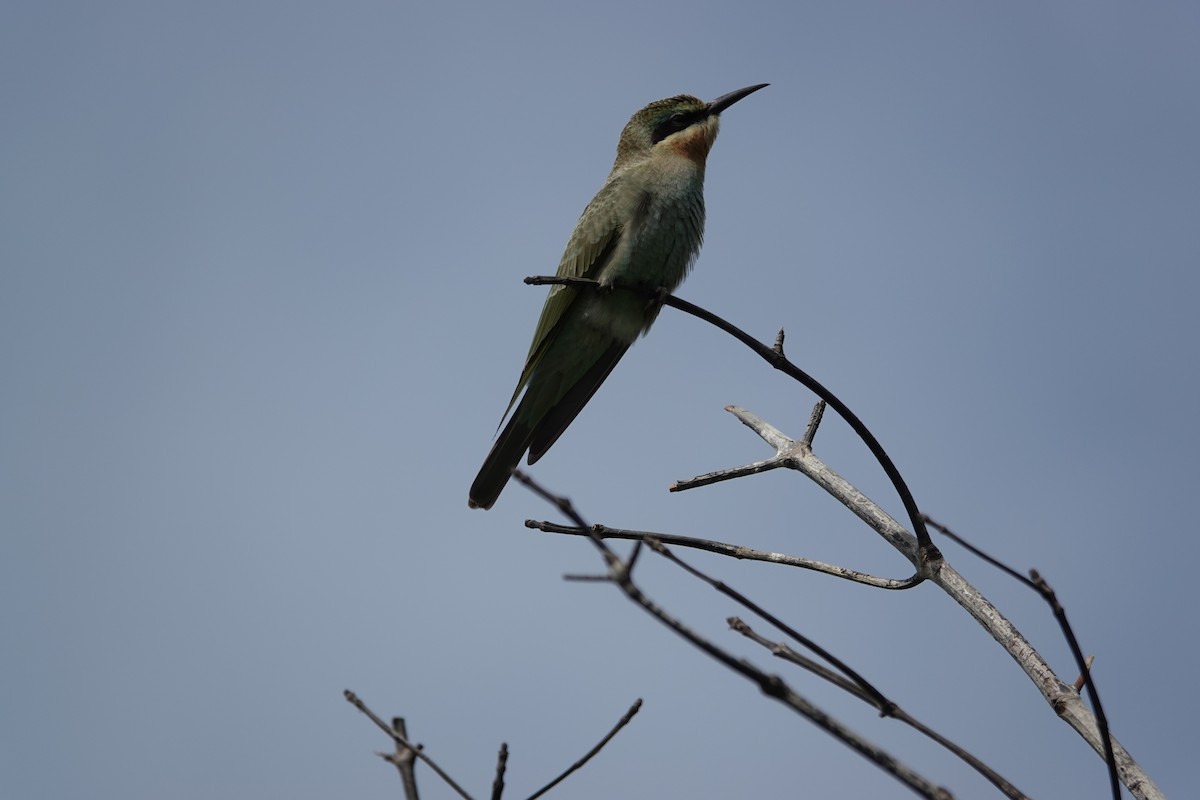 vlha modrolící - ML647858882