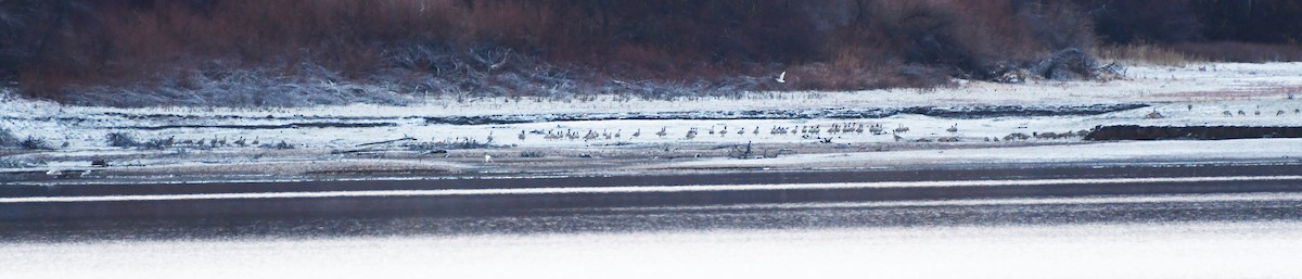 Казарка канадська - ML647858885