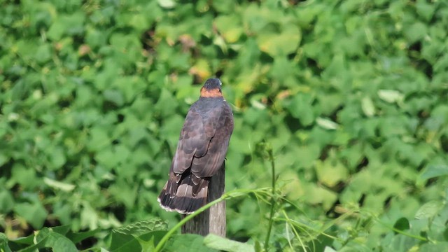 Hook-billed Kite - ML647858902