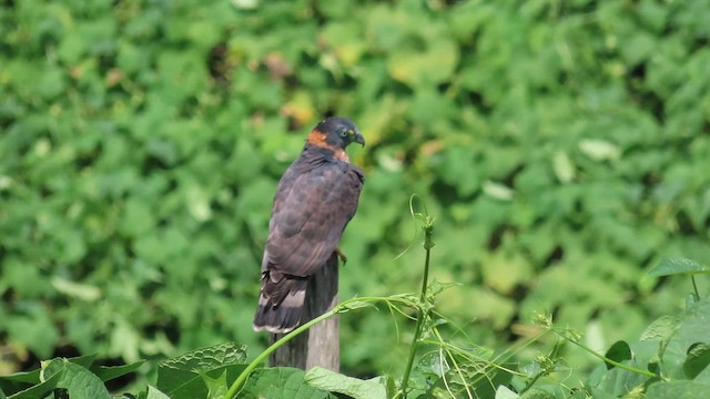 Hook-billed Kite - ML647858930