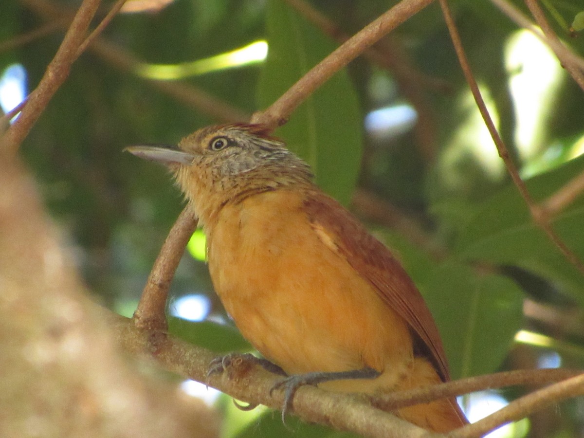 Barred Antshrike (Barred) - ML647858973