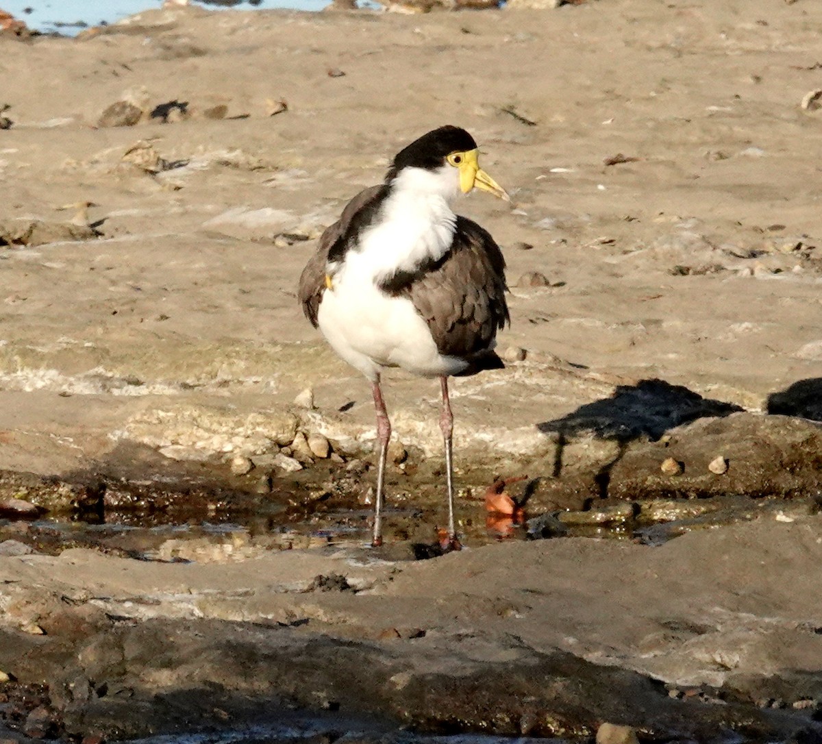 Masked Lapwing (Black-shouldered) - ML647858996