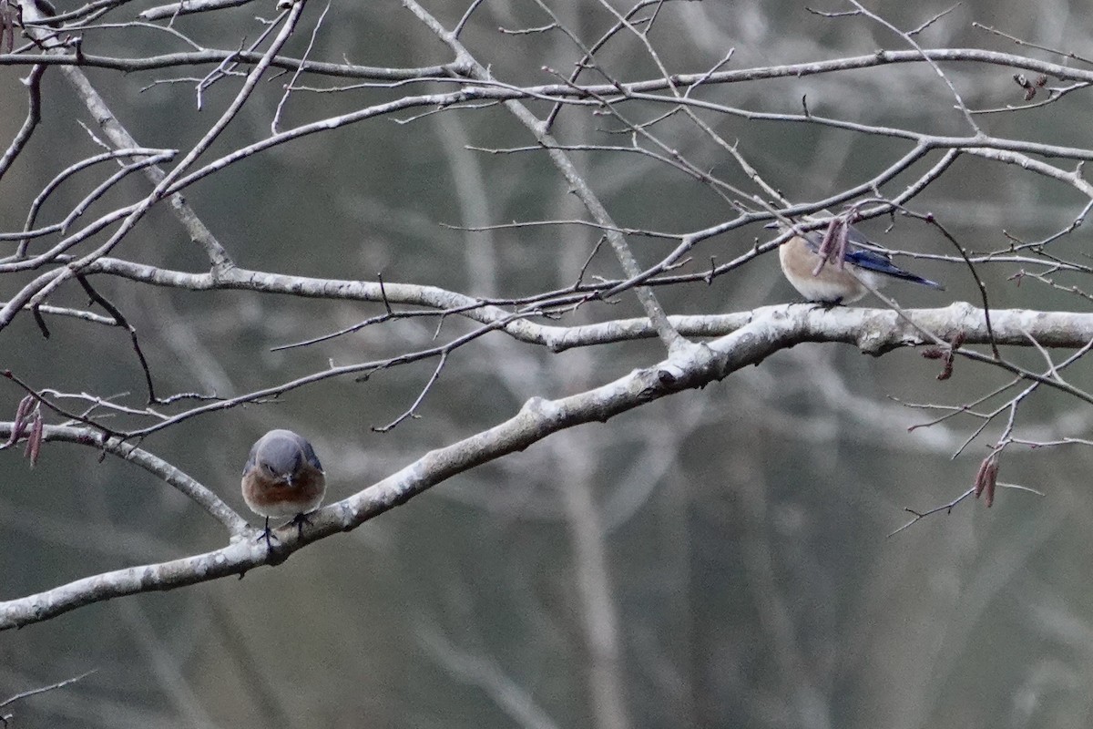 Eastern Bluebird - ML647859032