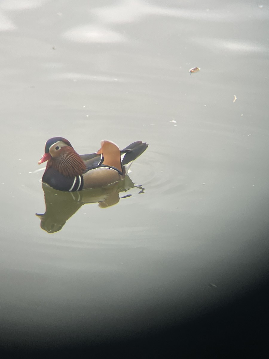 Мандаринка - ML647859057