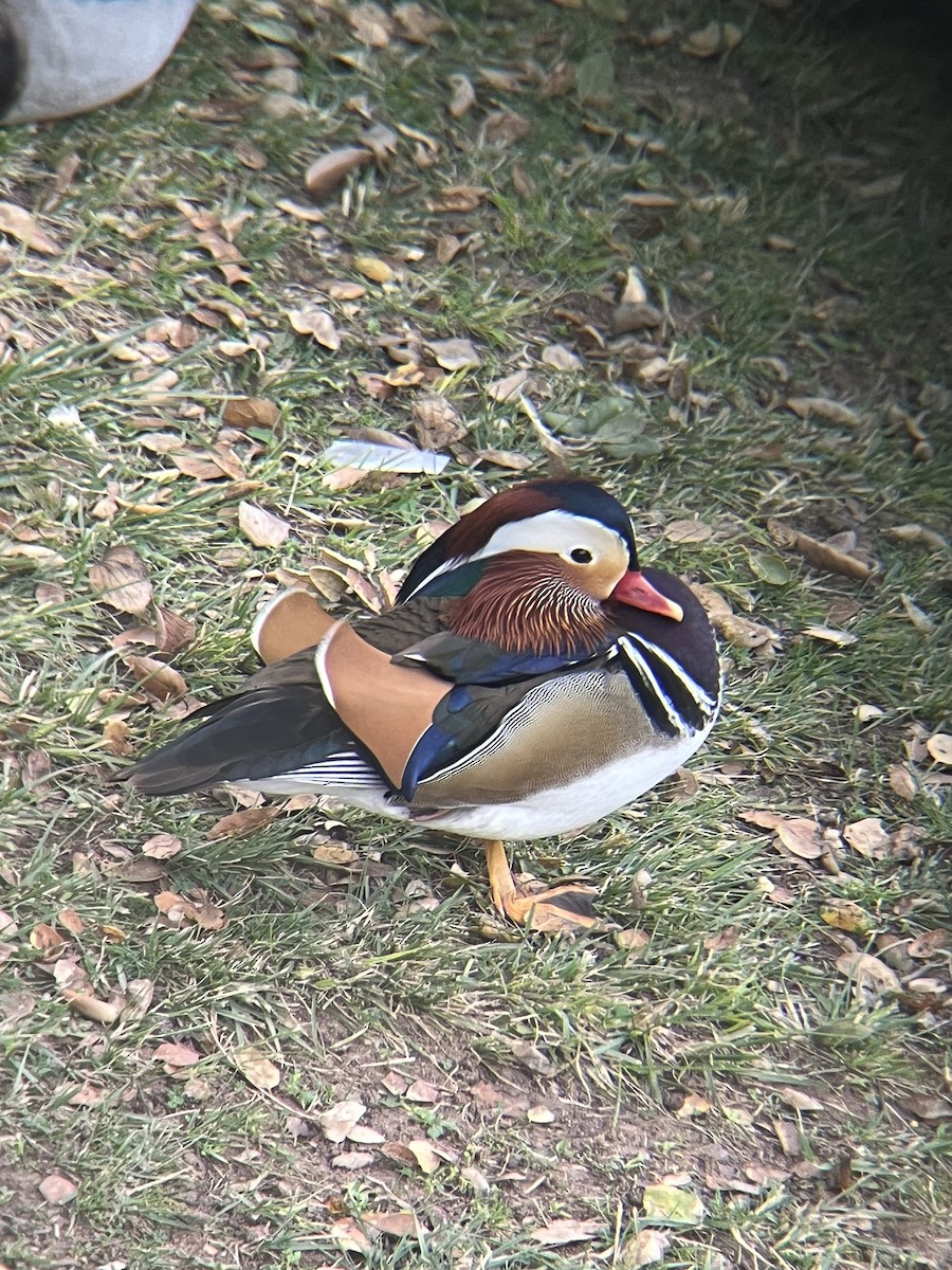 Мандаринка - ML647859058