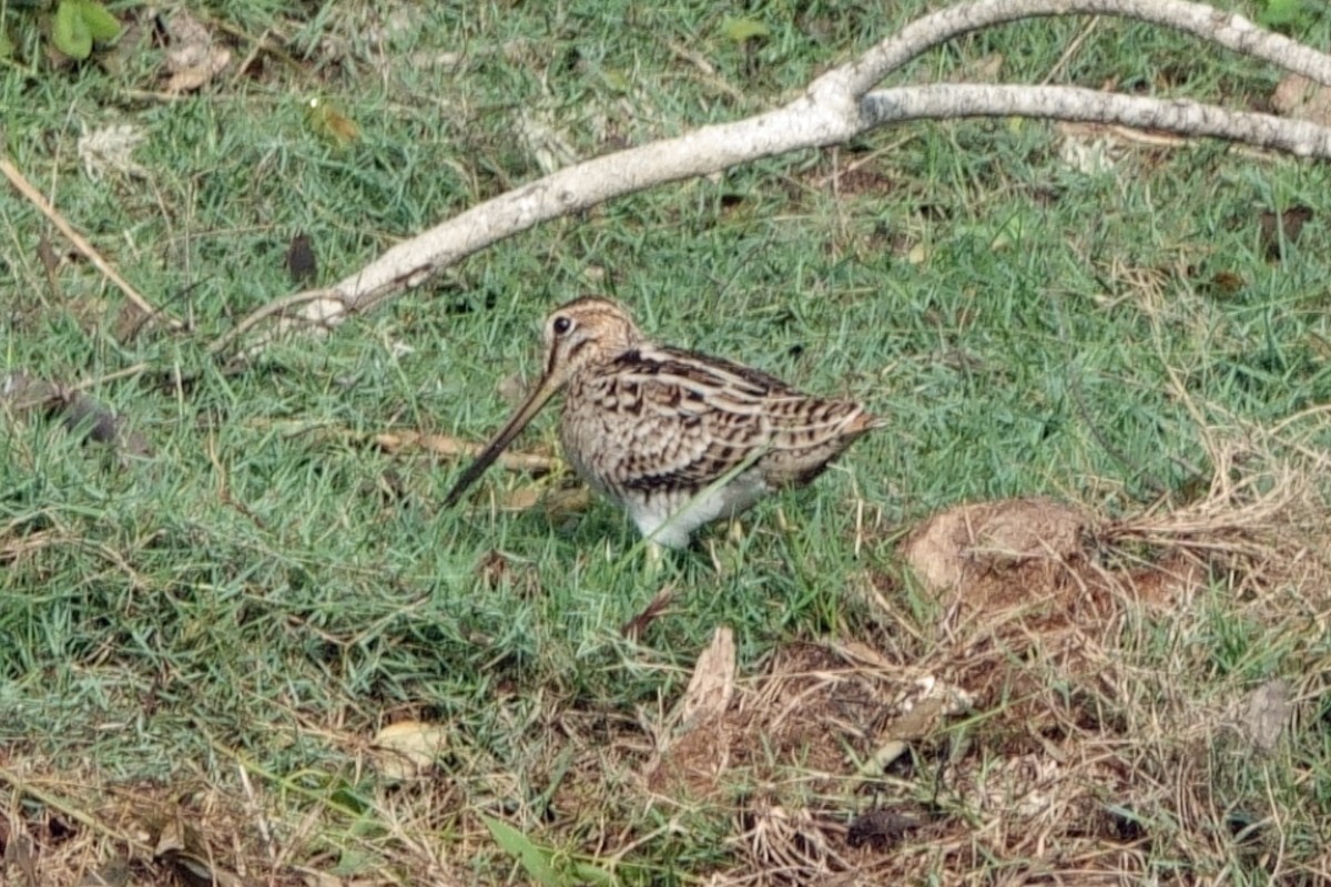 ハリオシギ - ML647859096