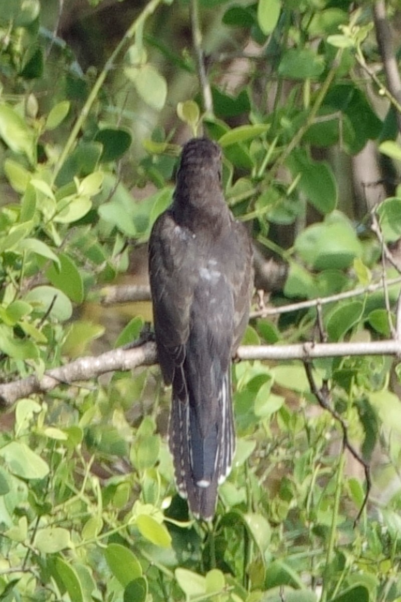 Gray-bellied Cuckoo - ML647859106