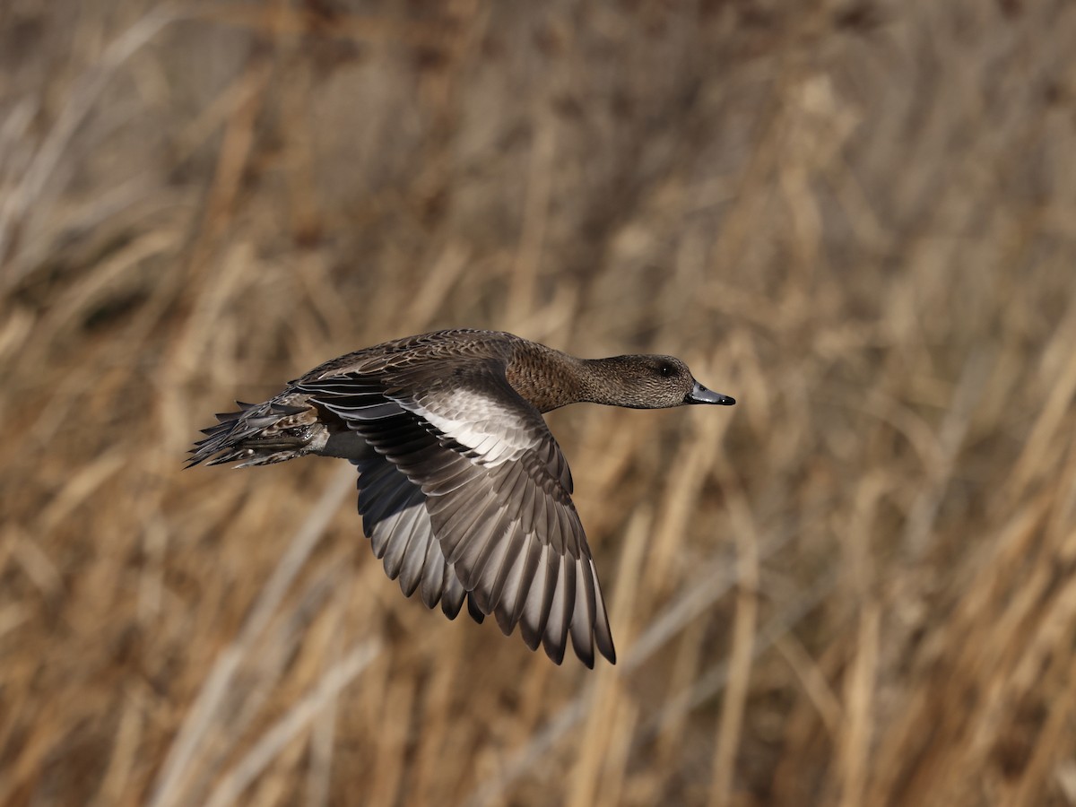 American Wigeon - ML647859119