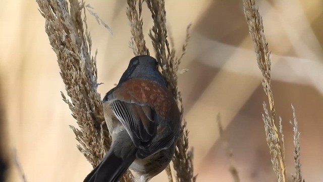 Юнко мексиканський - ML647859127