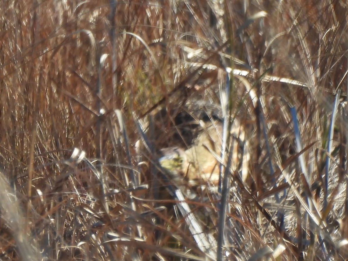 Бугай американський - ML647859130