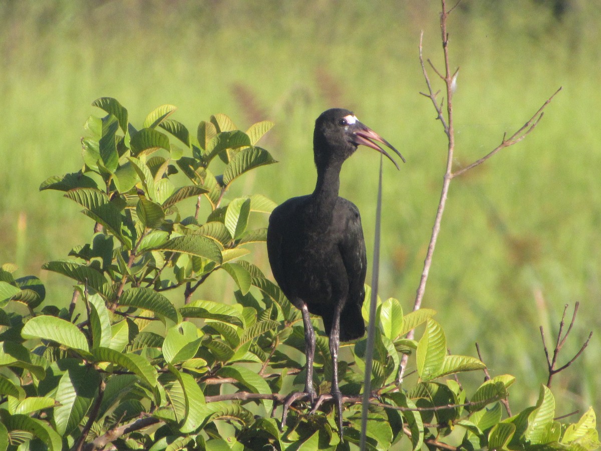 Ibis Afeitado - ML647859131