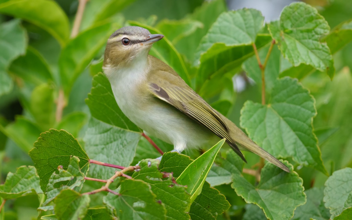 Красноглазый виреон - ML647859140