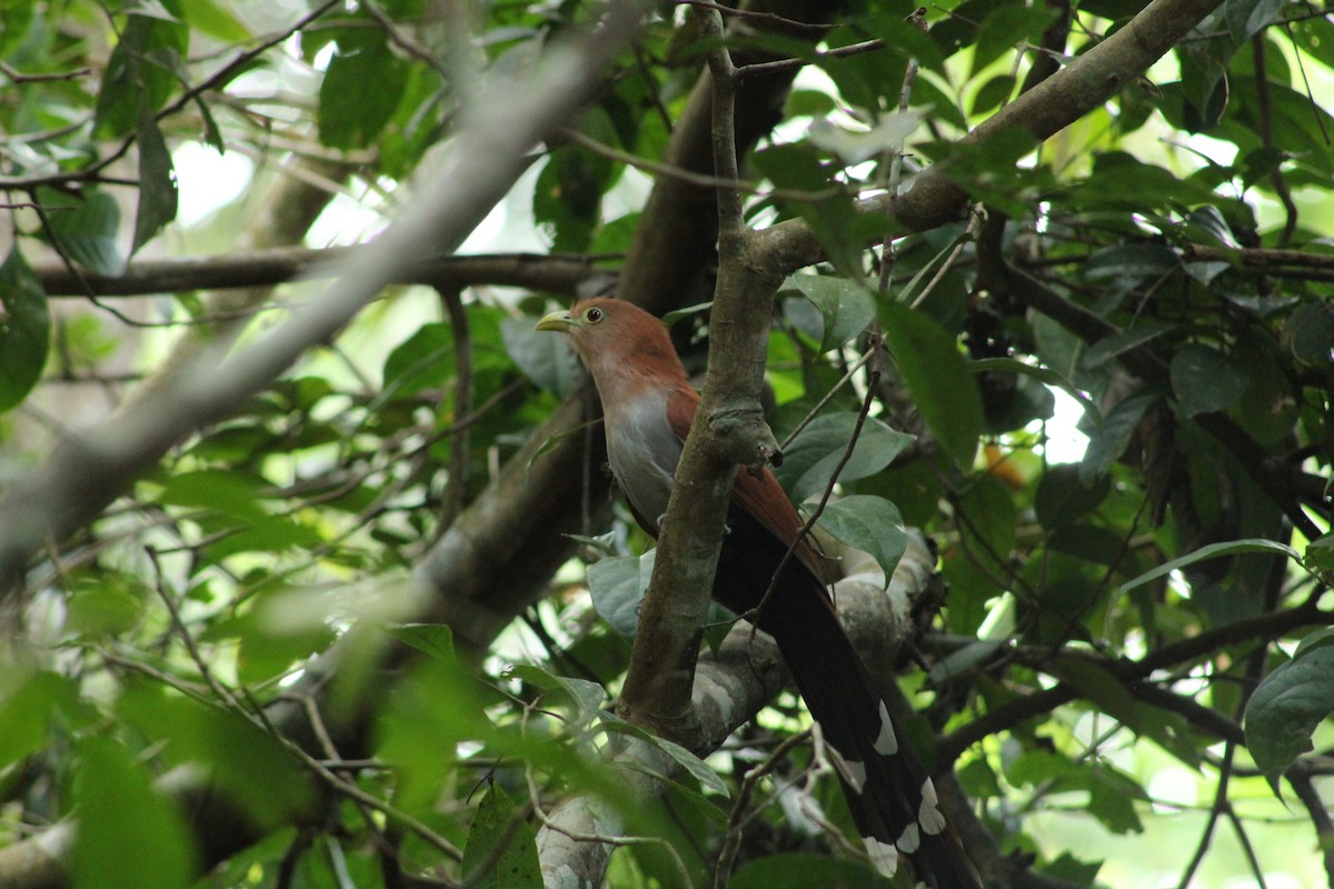 Common Squirrel-Cuckoo - ML647859148