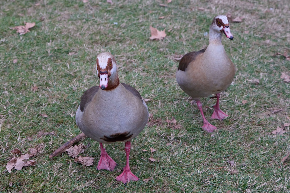 Egyptian Goose - ML647859150