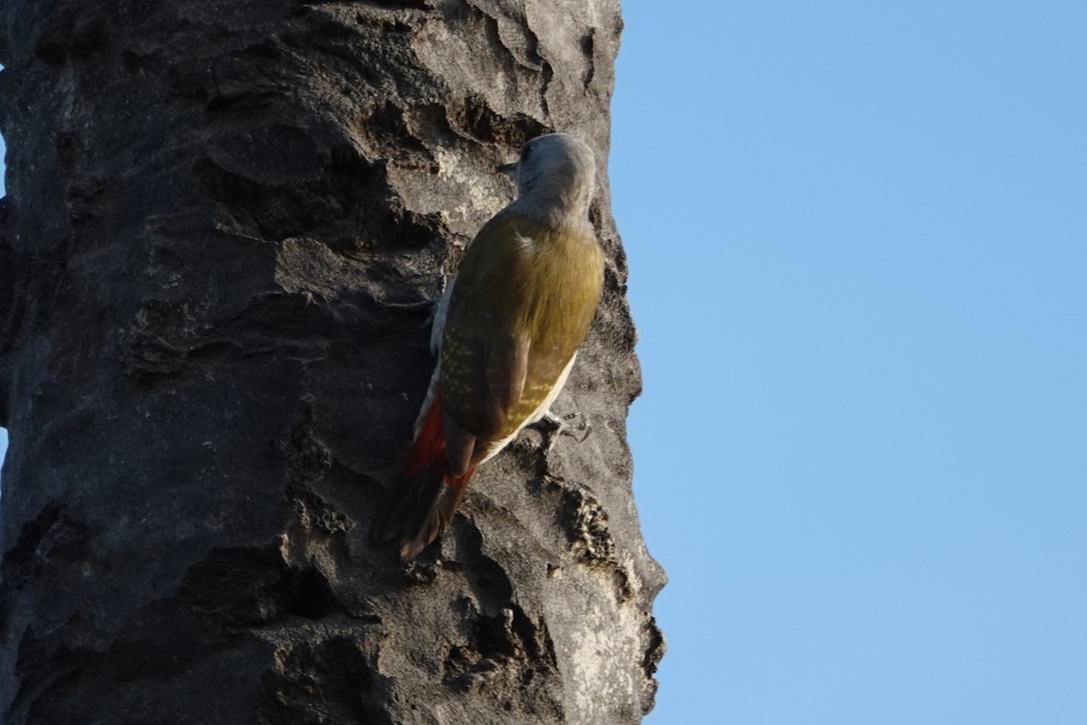 African Gray Woodpecker - ML647859151