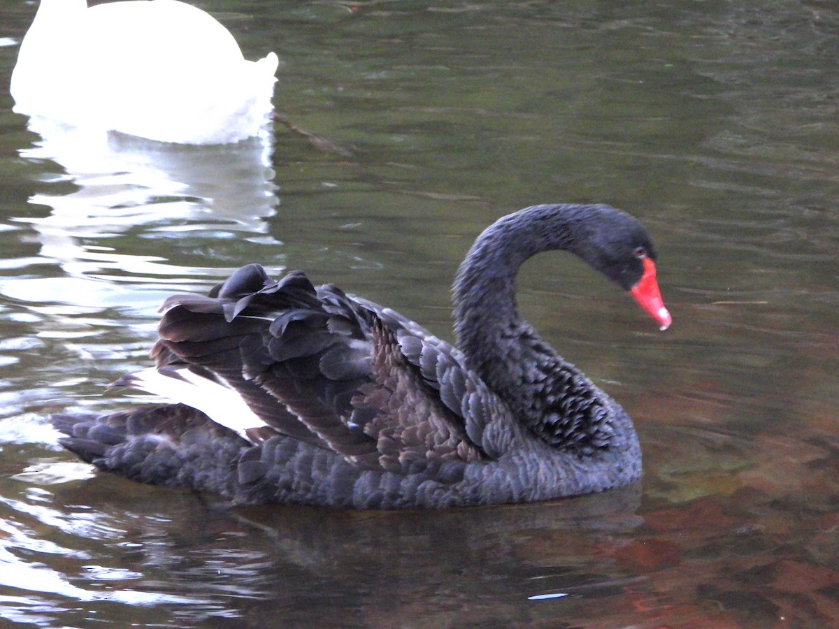 Black Swan - ML647859153