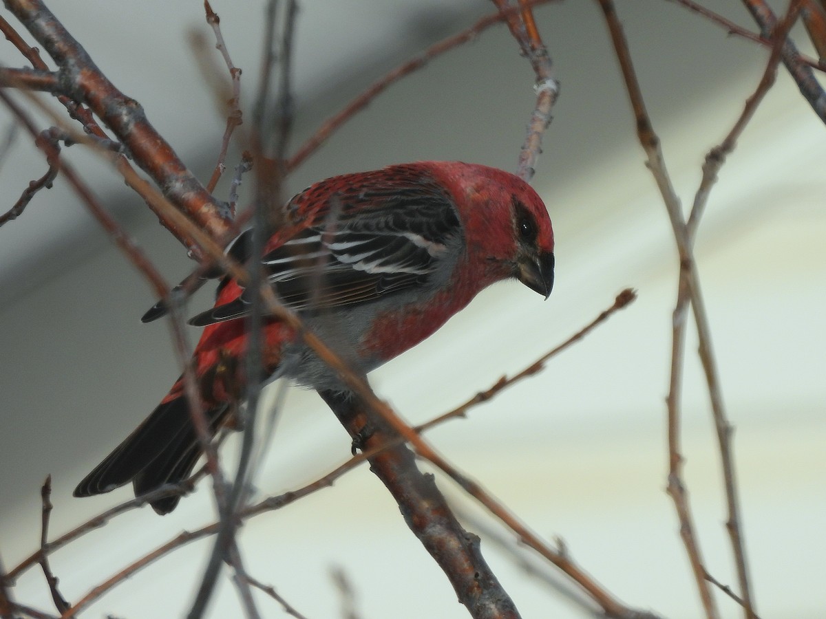 Pine Grosbeak - ML647859154