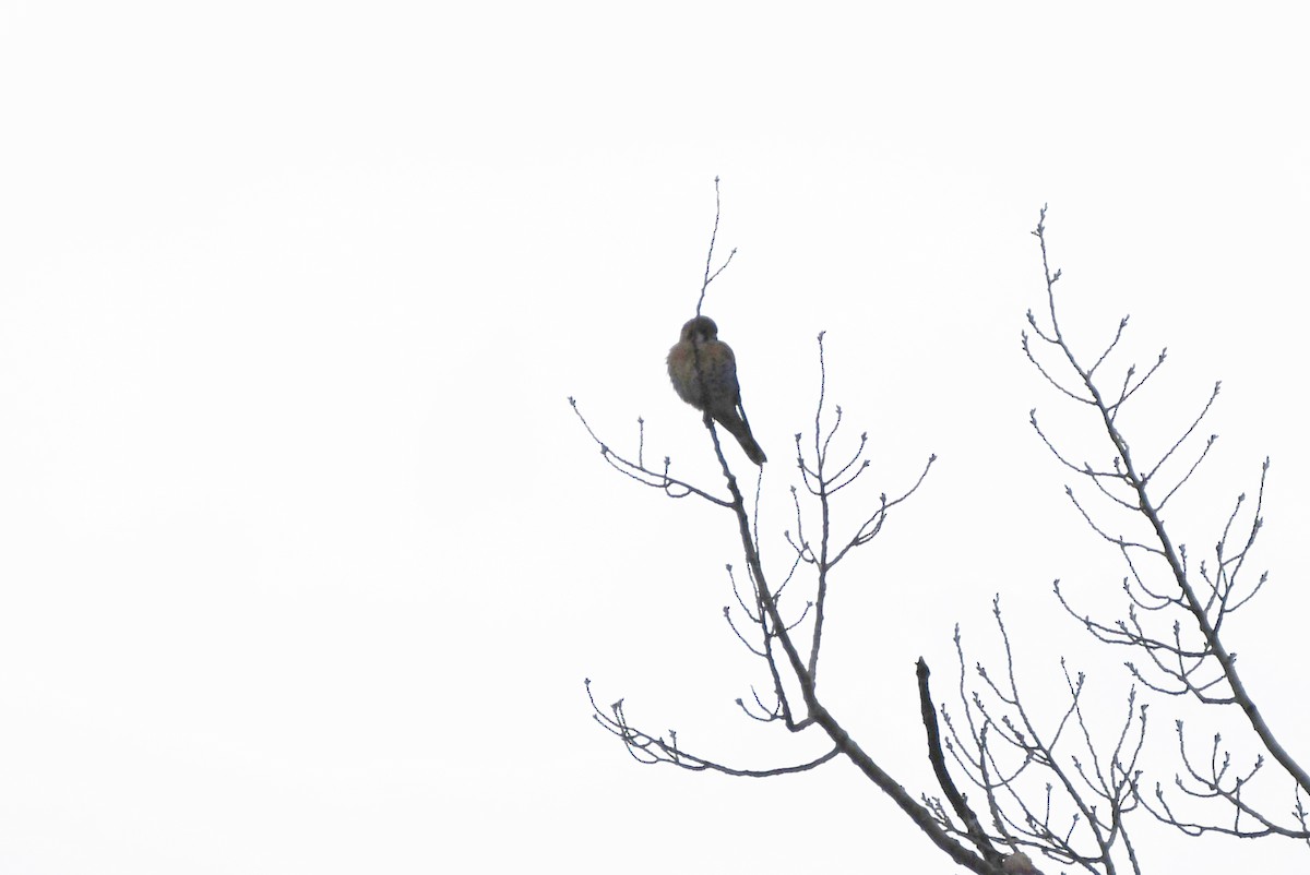 American Kestrel - ML647859156