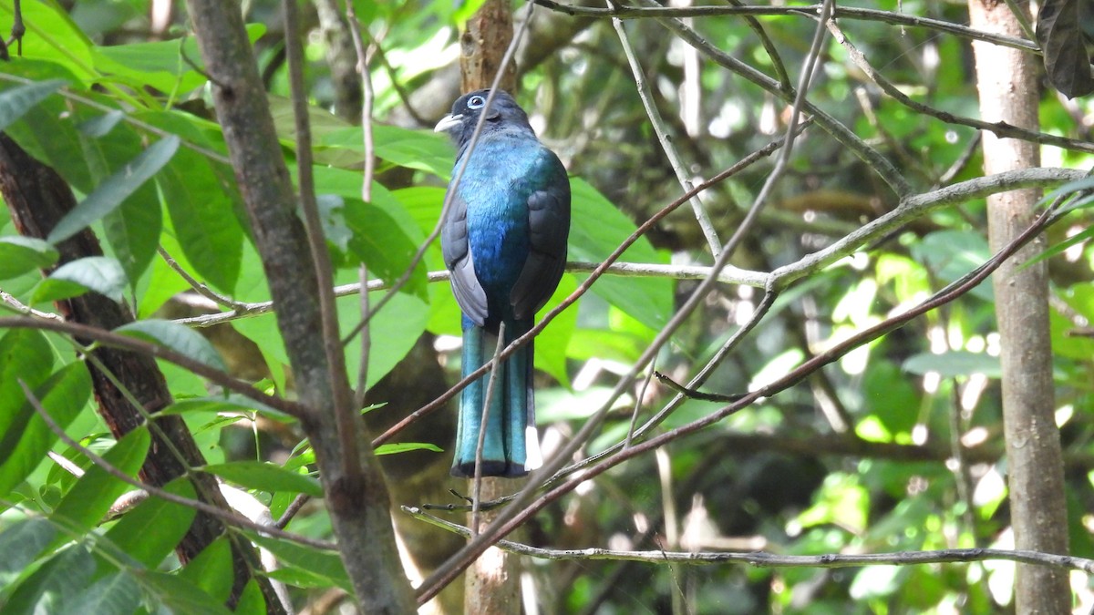Black-headed Trogon - ML647859157