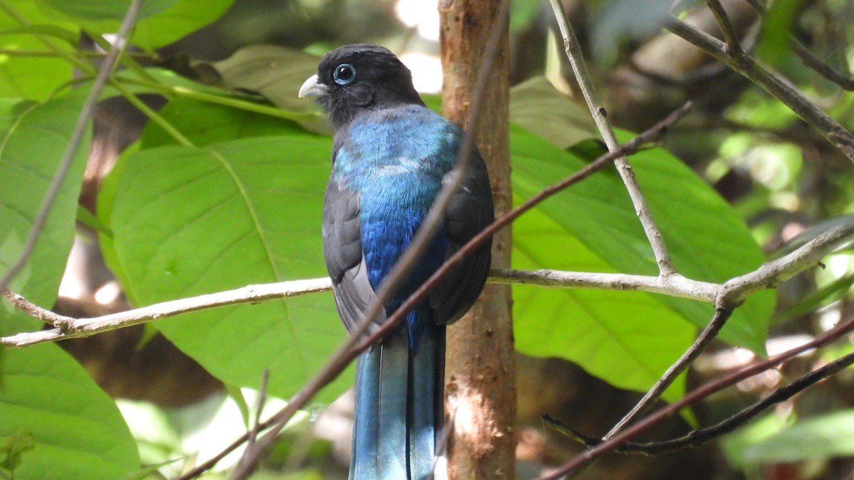 Black-headed Trogon - ML647859158