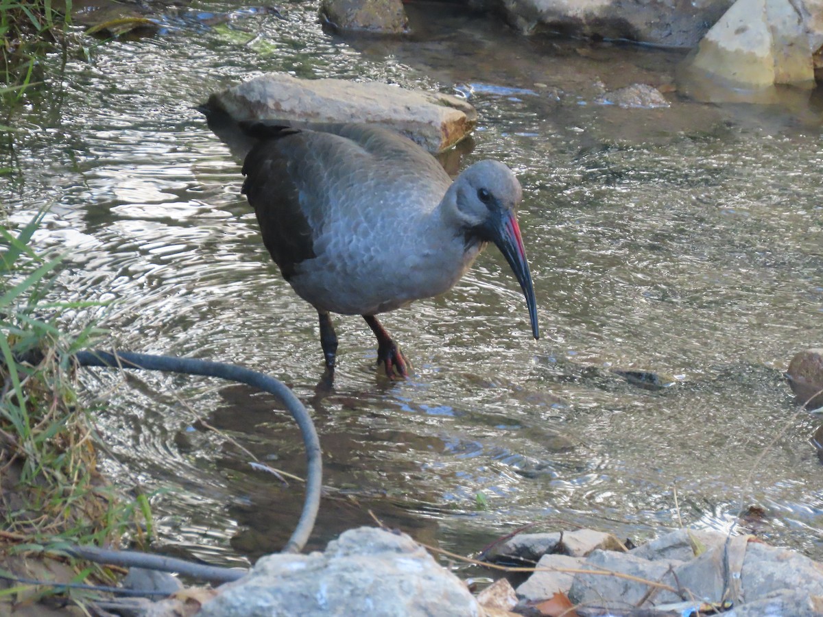 Hadada Ibis - ML647859159