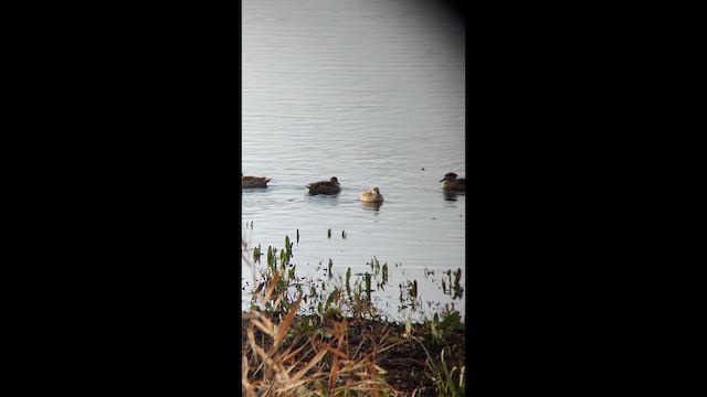 Мраморный чирок - ML647859163