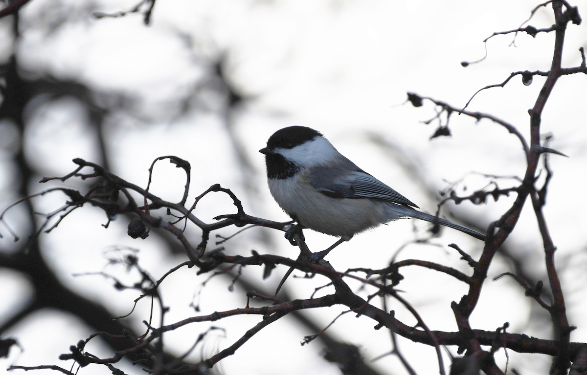 Black-capped Chickadee - ML647859164