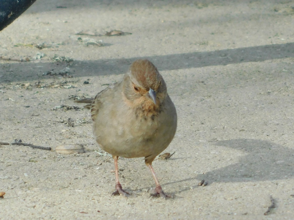 California Towhee - ML647859165