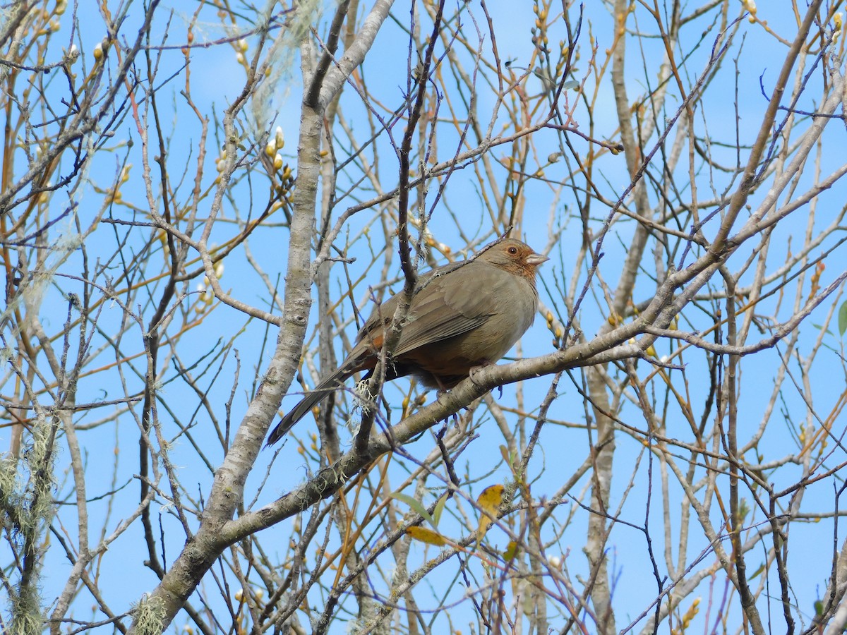 California Towhee - ML647859166