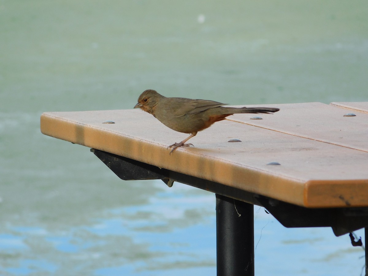 California Towhee - ML647859167
