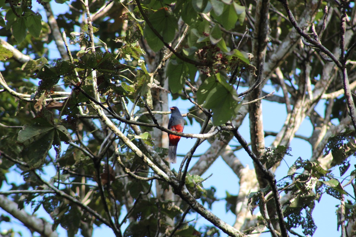 Slaty-tailed Trogon - ML647859168