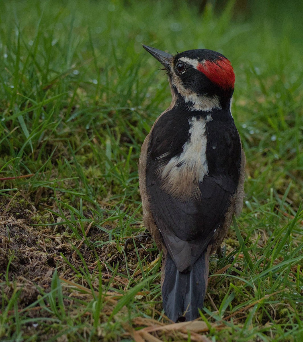 Hairy Woodpecker - ML647859169
