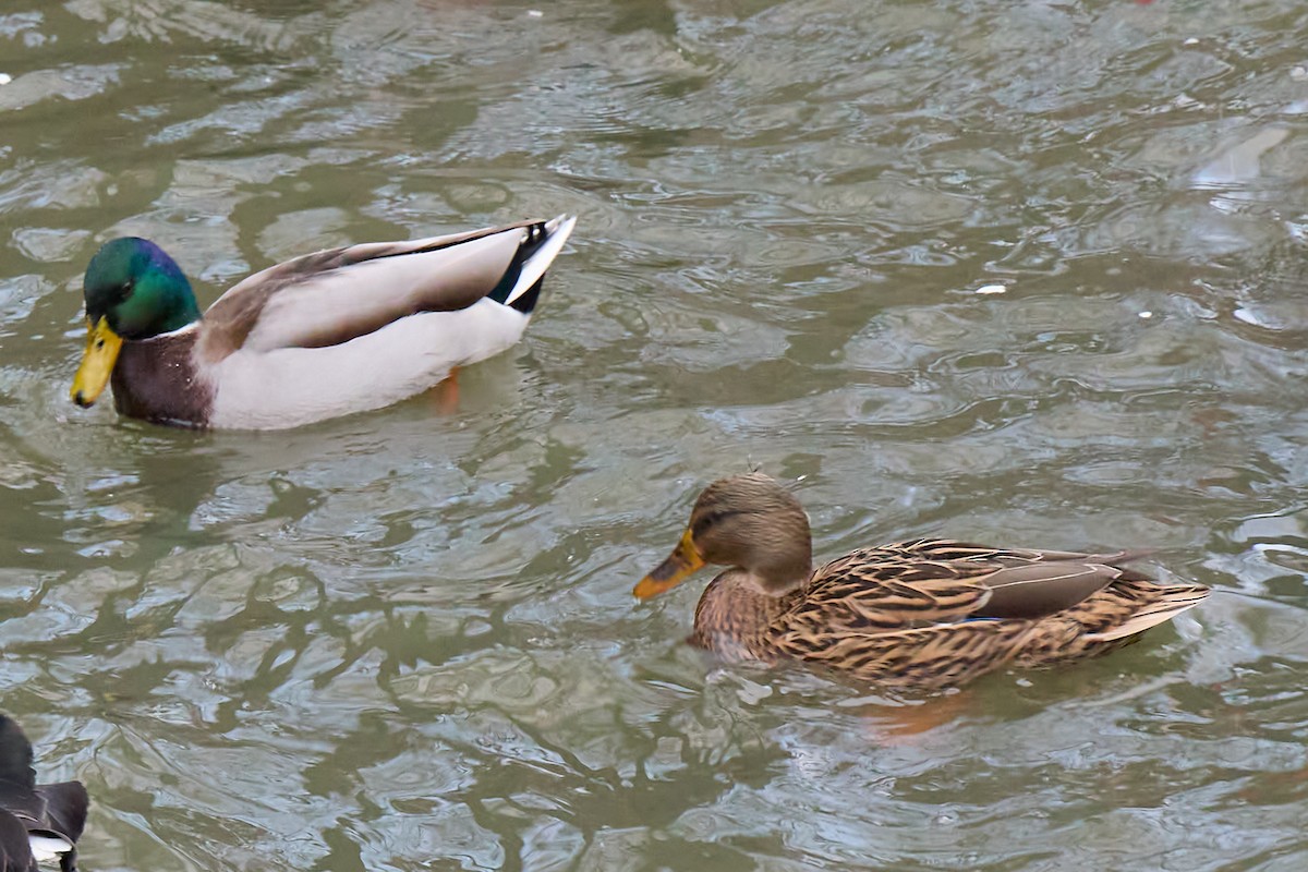 Mallard - ML647859171