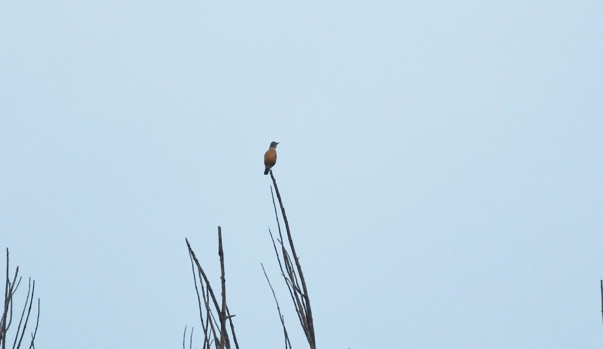 American Robin - ML647859172