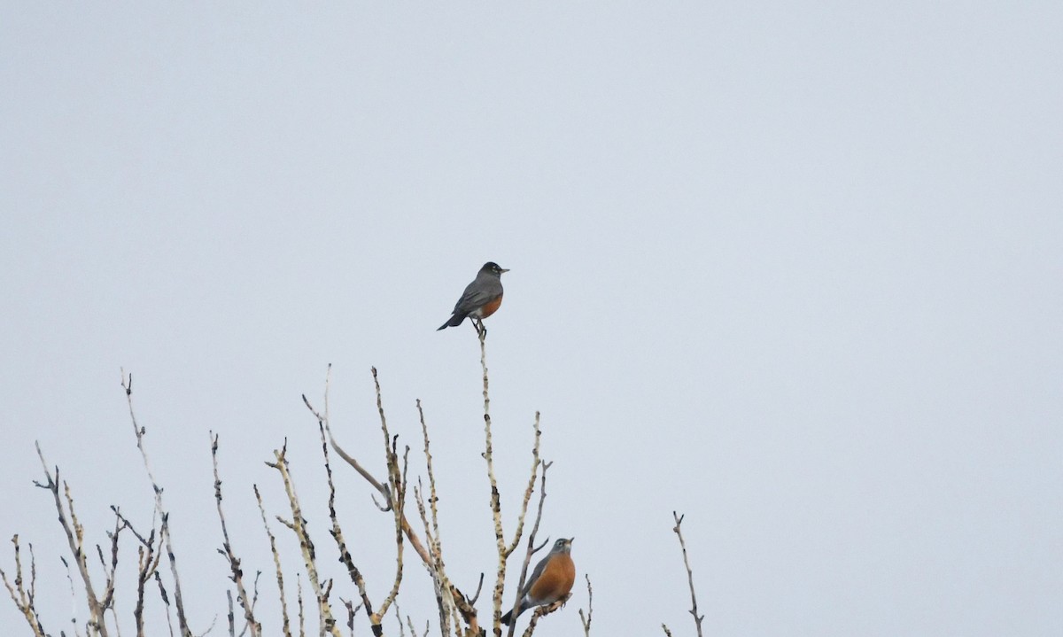 American Robin - ML647859173