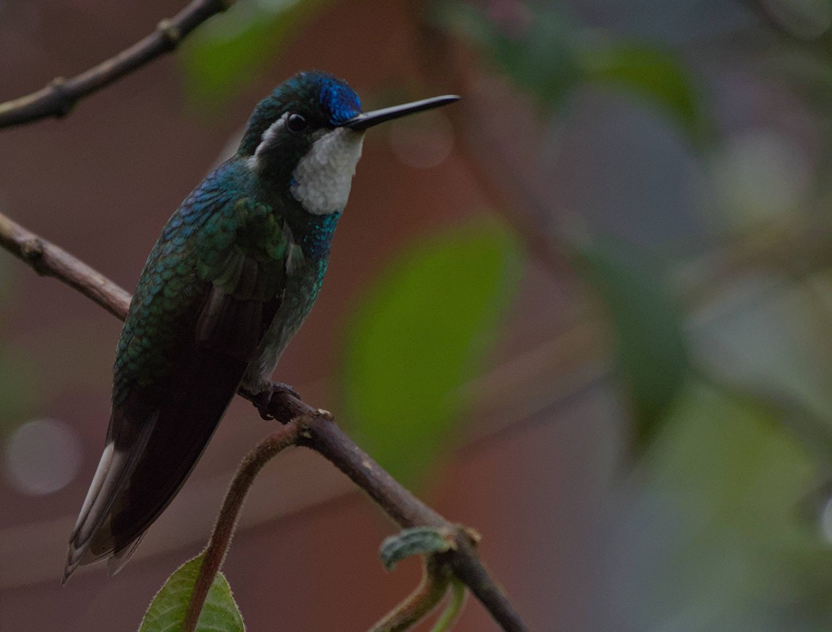 White-throated Mountain-gem - ML647859174