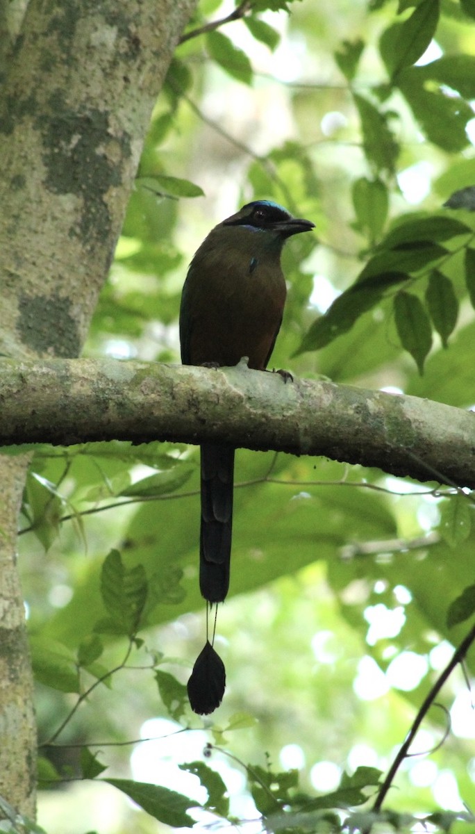 Whooping Motmot - ML647859175