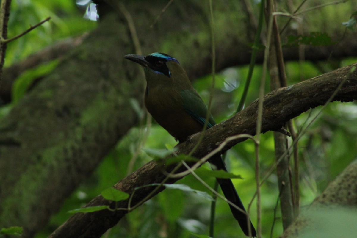 Whooping Motmot - ML647859176